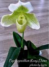 Paphiopedilum Rosy Dawn (Orchideen-Wichmann)